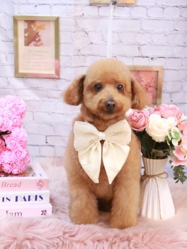 20251102チョコちゃん