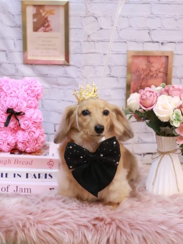 20251102モカちゃん