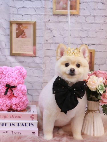 20251102むぎちゃん