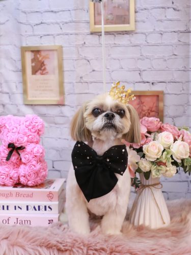 20251102ちょびくん