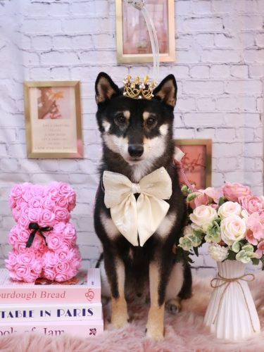 20251102黒丸くん