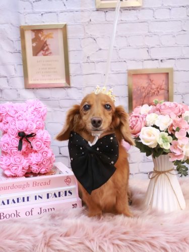 20251103しろくん