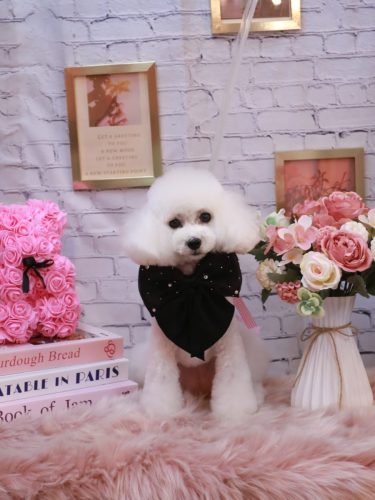 20251103ゆわちゃん