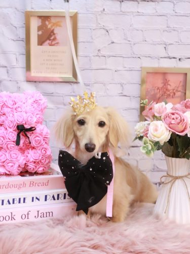 20251103こめちゃん