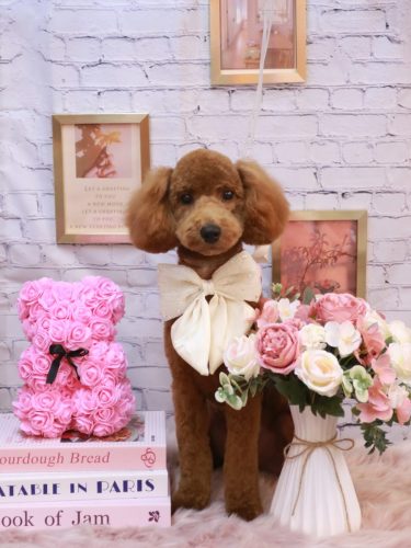 20251103ちょこくん