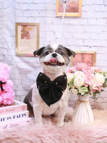 20251104大吉くん