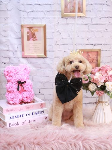 20251104めるちゃん