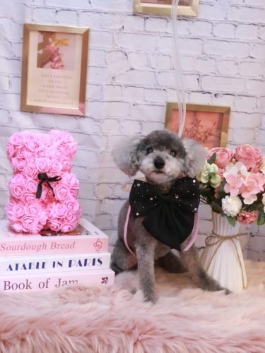 20251104タルトくん