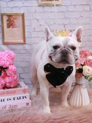 20251104ブーくん