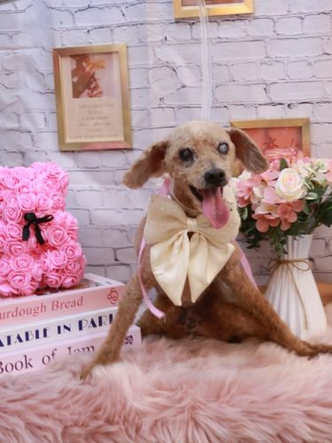 20251104ショコラくん