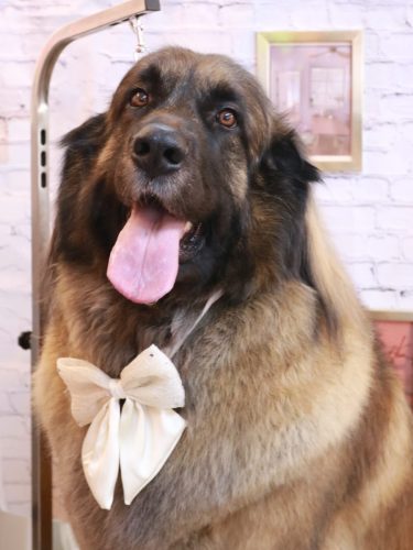 20251104シェリーちゃん