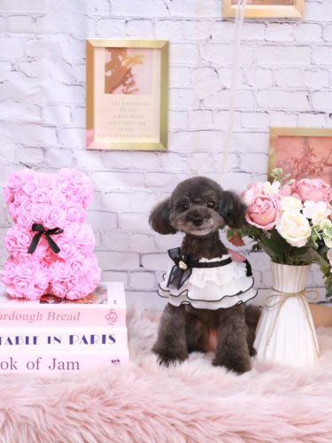 20251105ラテちゃん