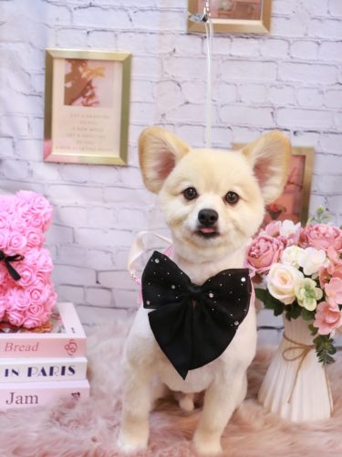 20251105ぽんずくん