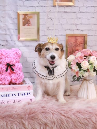 20251105こはるちゃん