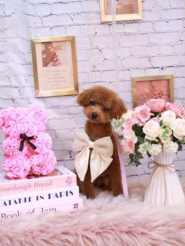 20251105アニーちゃん