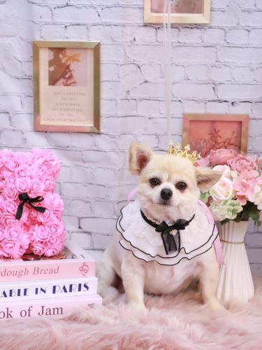 20251106ポロくん