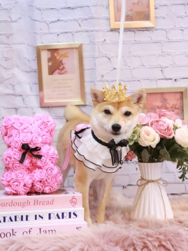 20251106春ちゃん