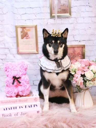 20251106サニーちゃん