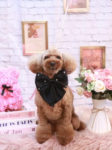 20251106くぅくん