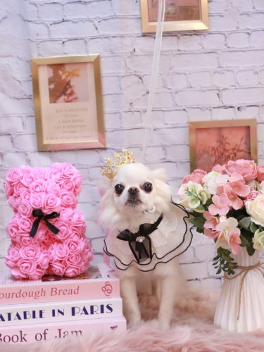 20251106りゅうくん