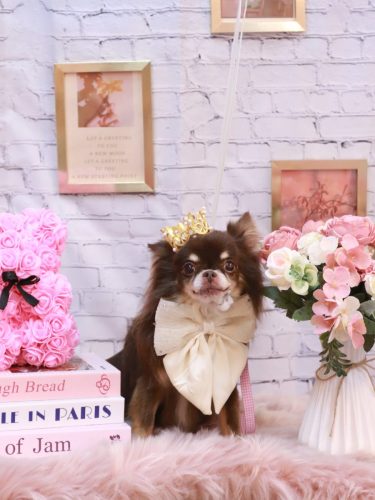 20251106チロルくん