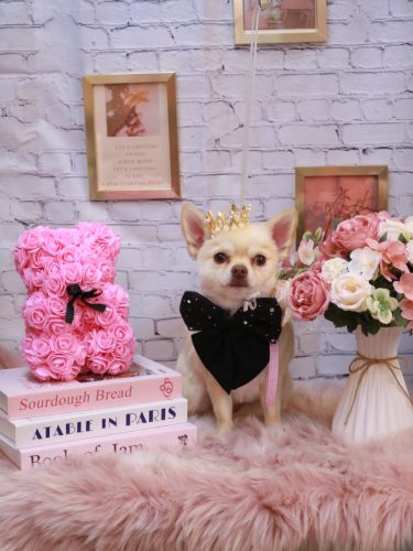 20251107ましゅくん