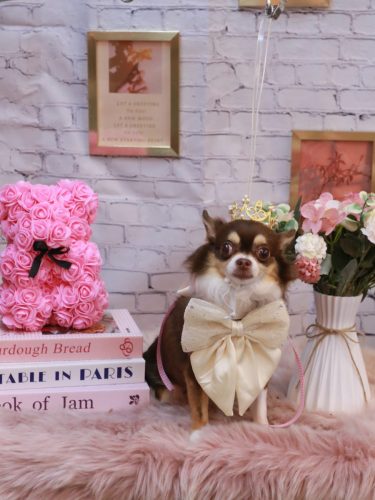 20251107ショコラちゃん