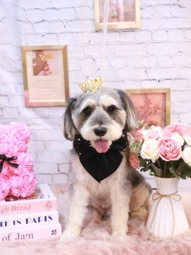 20251107パピコくん