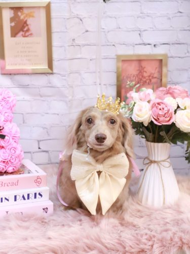 20251107ぺこちゃん