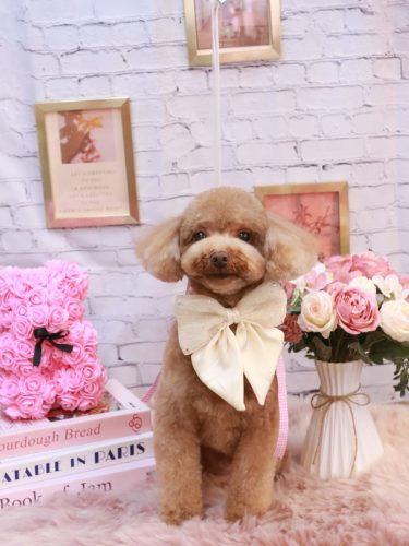 20251107マロンくん