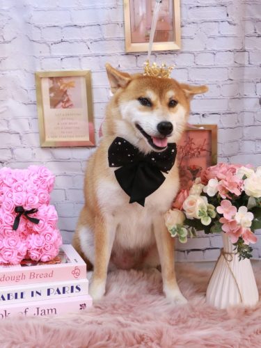 20251108マロンちゃん