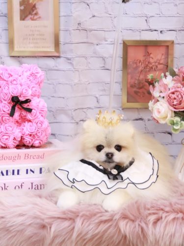 20251108さらりちゃん