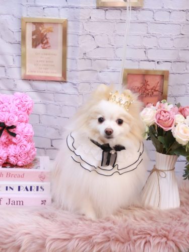 20251108ぷるりちゃん