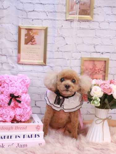 20251108フーちゃん