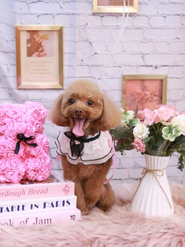 20251109このはちゃん