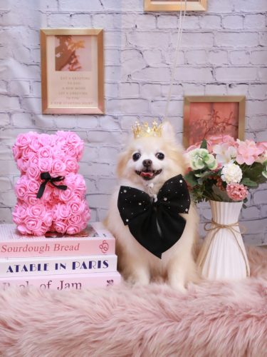 20251109小豆くん