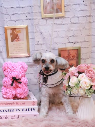 20251109ここちゃん