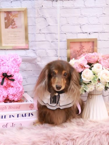 20251109ココアちゃん