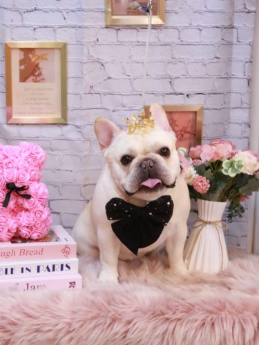 20251109だいずくん