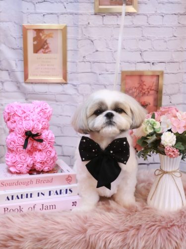 20251109みたらしちゃん