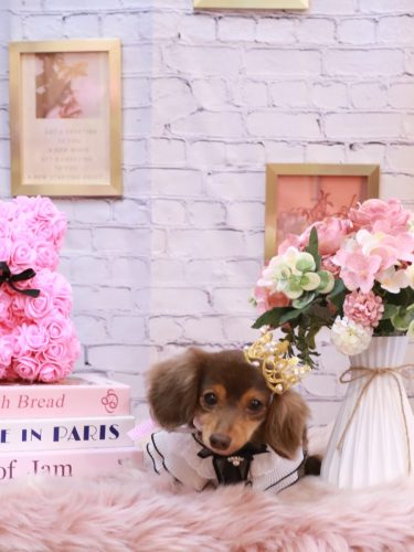 20251111ココちゃん