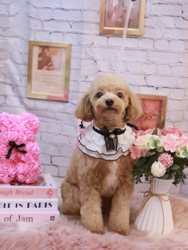 20251111レオくん