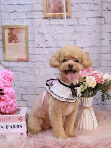 20251111ぽっきーくん