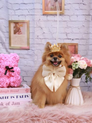 20251111ルルちゃん