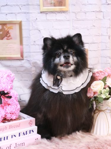 20251112ふわりちゃん