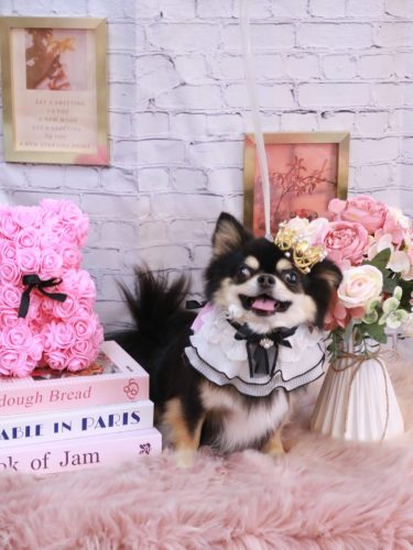 20251112ボスくん