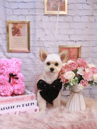 20251112モコくん