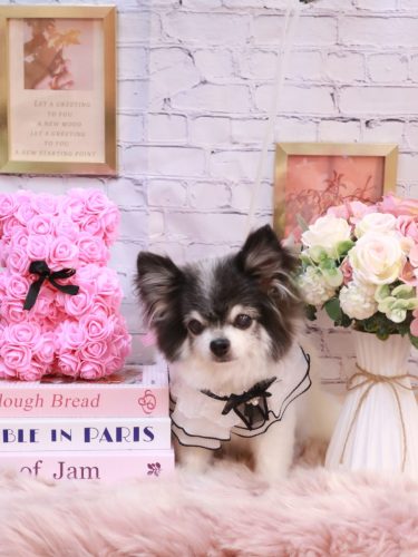 20251112ミルクくん