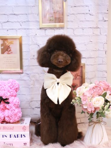 20251112ブランくん