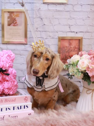 20251112栞ちゃん